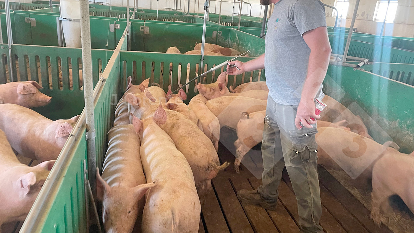 Vaccination extender for pigs