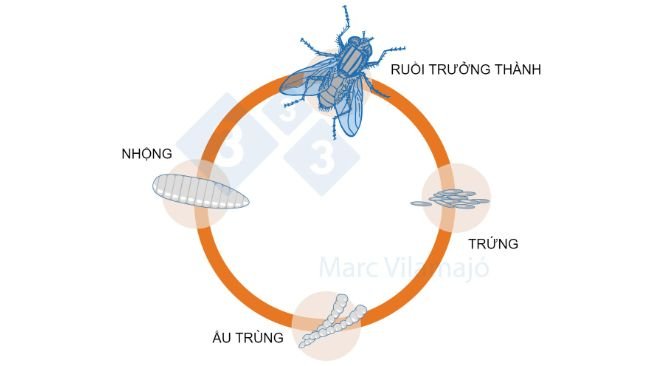 H&igrave;nh 1. V&ograve;ng đời của ruồi.
