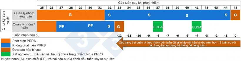 H&igrave;nh 2. So s&aacute;nh hậu bị nhập đ&agrave;n giữa c&aacute;c đ&agrave;n n&aacute;i sinh sản vận h&agrave;nh theo hệ thống quản l&yacute; h&agrave;ng tuần so với hệ thống quản l&yacute; nh&oacute;m bốn tuần.
