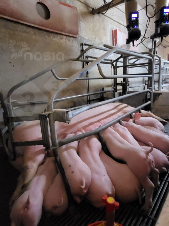 <p>Photo 1. Precision feeding system in farrowing room (courtesy of Nosia).</p>
