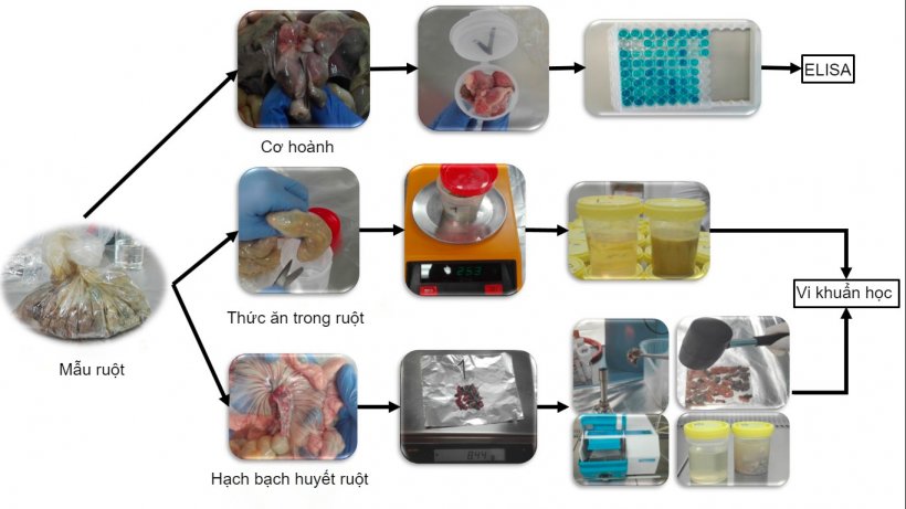 Xử l&yacute; mẫu ruột heo con để ph&aacute;t hiện vi khuẩn Salmonella.
