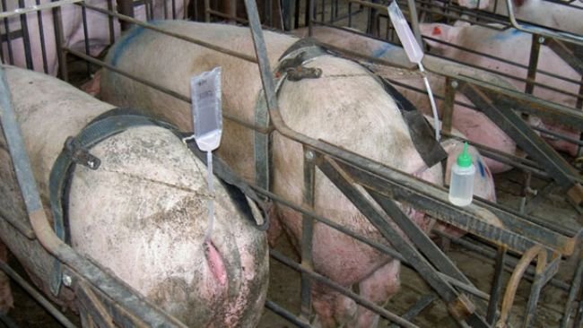 Ảnh 1. Phương pháp phối tinh không dùng tay giữ cho phép kỹ thuật viên kiểm soát việc phối của nhiều con cái cùng một lúc, do đó giảm thời gian cần dùng cho việc phối. Tuy nhiên, nếu ống phối là loại cứng thì nó có rủi ro dễ bị bung ra hơn.