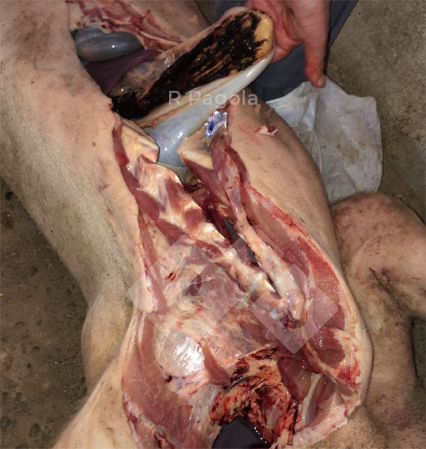 Gastric ulcer in a pig affected by pyrrolizidine alkaloidosis