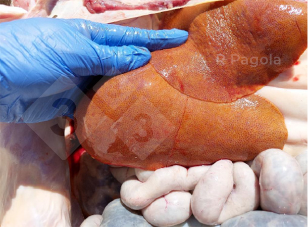 Liver of a pig affected by pyrrolizidine alkaloidosis