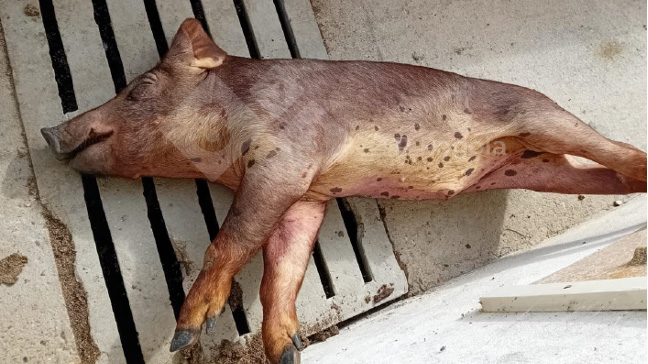 Marked jaundice in a pig affected by pyrrolizidine alkaloidosis