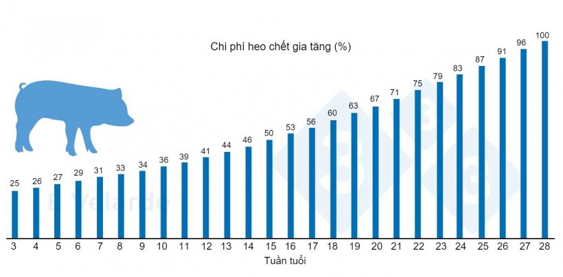 H&igrave;nh 1. Chi ph&iacute; heo chết gia tăng theo tuần tuổi. Nguồn: Velarde (2023).
