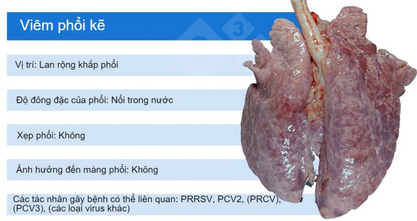 PRRSV: virus g&acirc;y hội chứng rối loạn sinh sản v&agrave; h&ocirc; hấp tr&ecirc;n heo; PCV2: virus circo type 2; PRCV: virus corona đường h&ocirc; hấp tr&ecirc;n heo; PCV3: virus circo type 3.

PRCV, PCV3 v&agrave; c&aacute;c loại virus kh&aacute;c như adenovirus, virus g&acirc;y bệnh Aujeszky c&ugrave;ng một số virus kh&aacute;c thường g&acirc;y vi&ecirc;m phổi kẽ dạng nhẹ.
