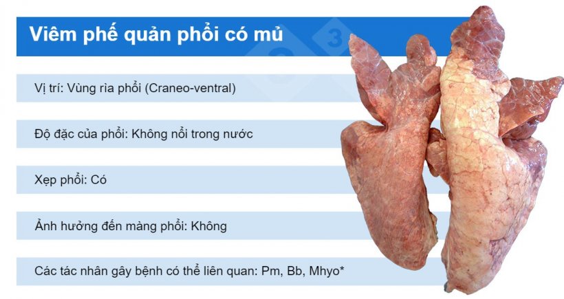 Pm: Pasteurella multocida; Bb: Bordetella bronchiseptica; Mhyo: Mycoplasma hyopneumoniae.
*Mhyo thường tham gia v&agrave;o bệnh vi&ecirc;m phế quản c&oacute; mủ với vai tr&ograve; l&agrave; t&aacute;c nh&acirc;n khởi ph&aacute;t (ban đầu g&acirc;y vi&ecirc;m phổi kẽ phế quản).
