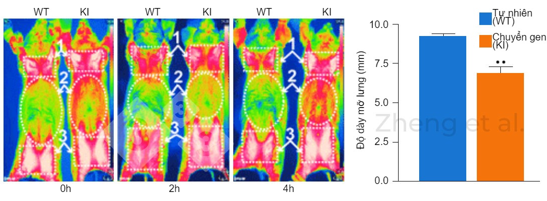 Backfat thickness in 20-kg piglets