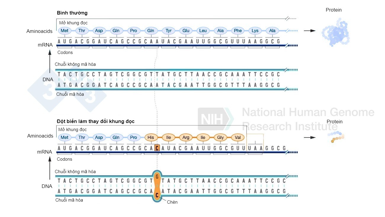 Example of a nucleotide insertion that involves a change in the reading frame