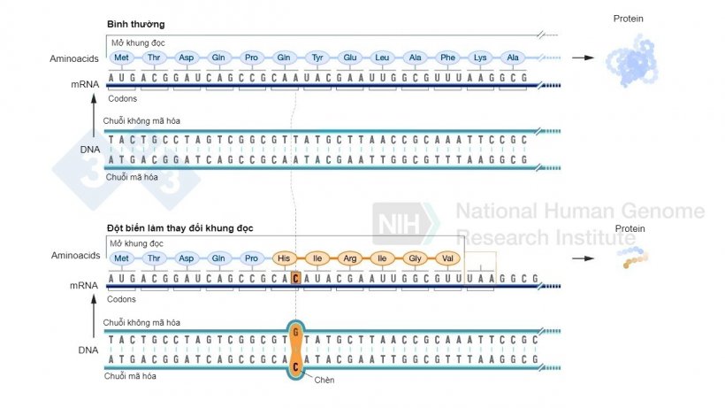 H&igrave;nh 2. V&iacute; dụ về sự ch&egrave;n nucleotide g&acirc;y ra sự thay đổi trong khung đọc v&agrave; dẫn đến việc h&igrave;nh th&agrave;nh c&aacute;c axit amin kh&aacute;c biệt so với b&igrave;nh thường v&agrave; cuối c&ugrave;ng l&agrave; một codon kết th&uacute;c l&agrave;m ngừng qu&aacute; tr&igrave;nh h&igrave;nh th&agrave;nh th&ecirc;m axit amin cho protein đ&oacute;. Nguồn:&nbsp;https://www.genome.gov/es/genetics-glossary/Mutacion-con-cambio-del-marco-de-lectura
