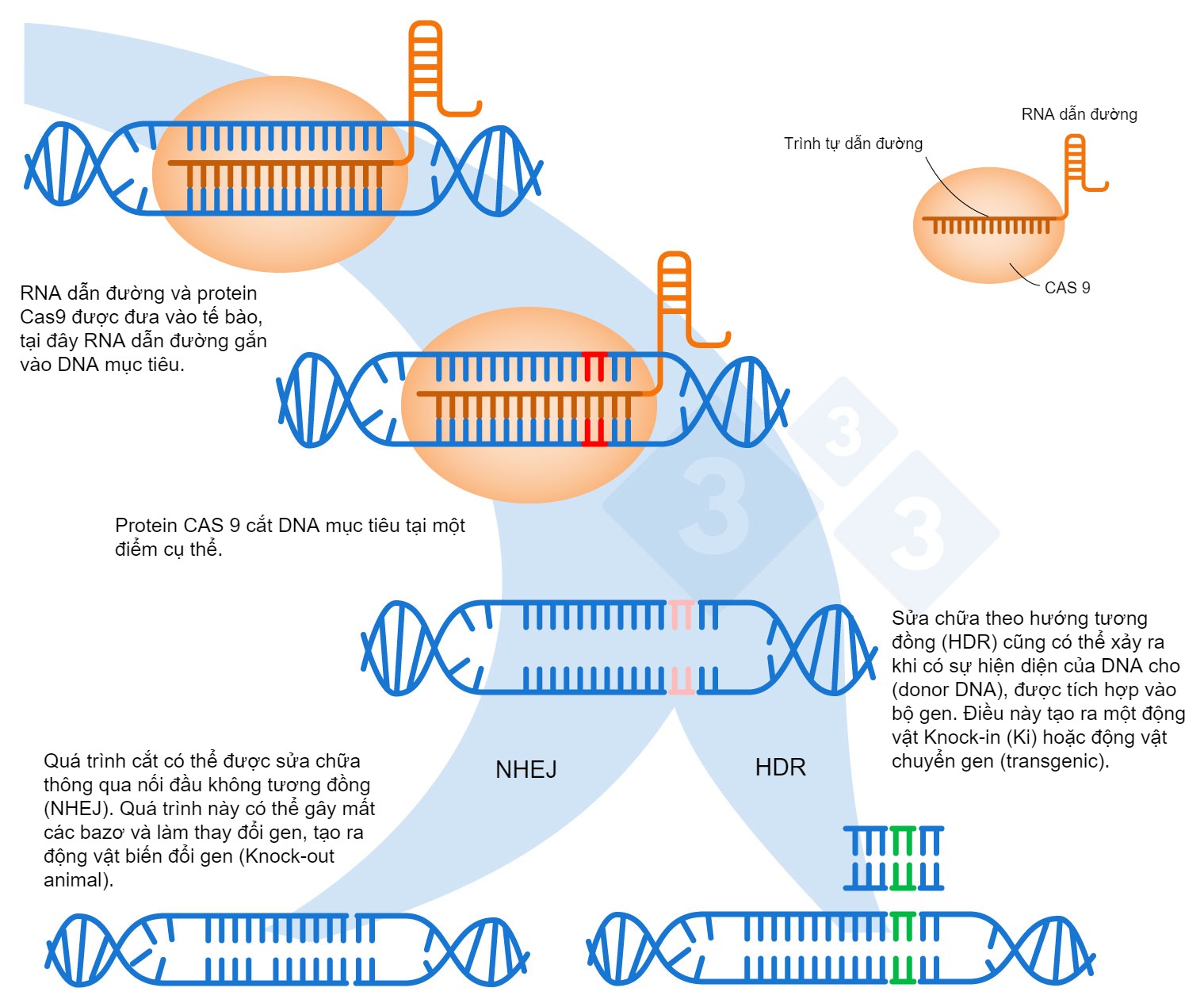 Gene editing using the CRISPR-Cas9 system