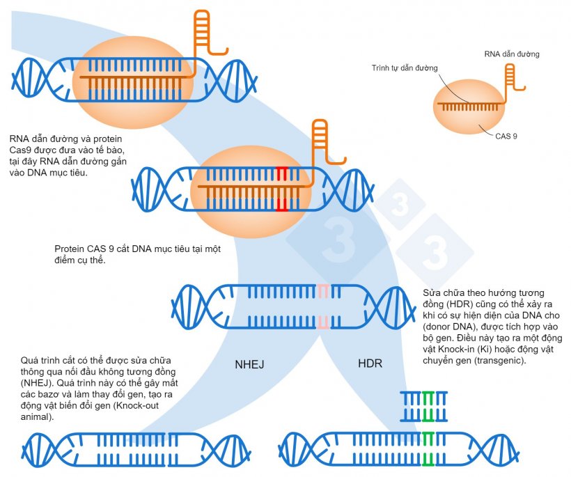 H&igrave;nh 1. Chỉnh sửa gen bằng hệ thống CRISPR-Cas9. Một RNA dẫn đường (sgRNA) nhận biết một v&ugrave;ng cụ thể trong bộ gen, nhắm đến DNA cắt l&agrave; Cas9. Enzym n&agrave;y cắt hai sợi DNA tại vị tr&iacute; ch&iacute;nh x&aacute;c. Dựa theo: https://es.moleculardevices.com/applications/gene-editing-with-crispr-engineering
