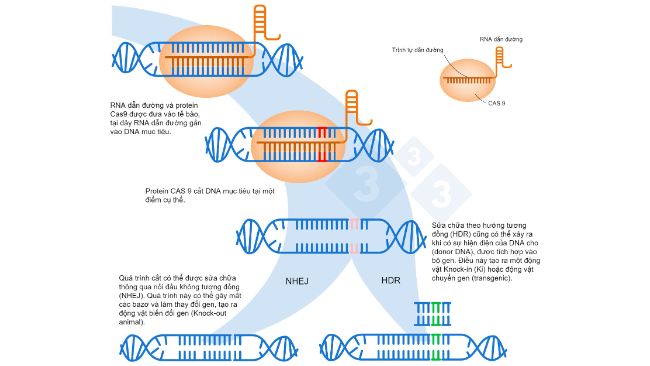 H&igrave;nh 1. Chỉnh sửa gen bằng hệ thống CRISPR-Cas9. Một RNA dẫn đường (sgRNA) nhận biết một v&ugrave;ng cụ thể trong bộ gen, nhắm đến DNA cắt l&agrave; Cas9. Enzym n&agrave;y cắt hai sợi DNA tại vị tr&iacute; ch&iacute;nh x&aacute;c. Dựa theo: https://es.moleculardevices.com/applications/gene-editing-with-crispr-engineering

