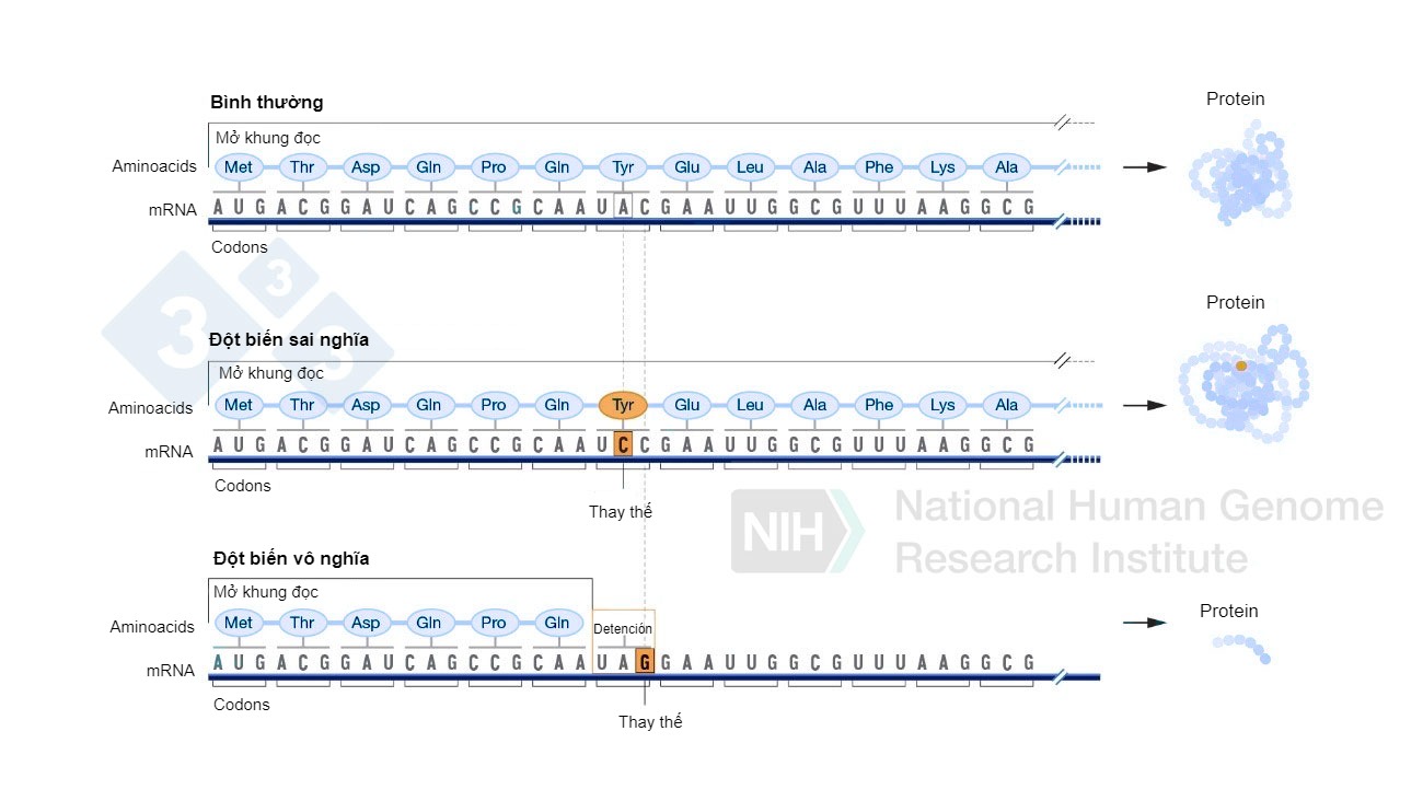 Use of base editors to generate point mutations in the genome.