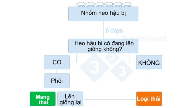 H&igrave;nh 2: Quy tr&igrave;nh xử l&yacute; dựa tr&ecirc;n phản ứng của heo hậu bị với liệu ph&aacute;p k&iacute;ch th&iacute;ch l&ecirc;n giống. Lưu &yacute;: nếu bạn thấy < 70% n&aacute;i n&aacute;i động dục sau 6 ng&agrave;y điều trị--> th&igrave; c&oacute; thể bạn đang gặp vấn đề với việc ph&aacute;t hiện động dục.
