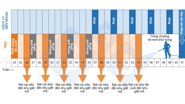 Hình 2. Dòng thời gian của chương trình giảm-đàn-tái-đàn