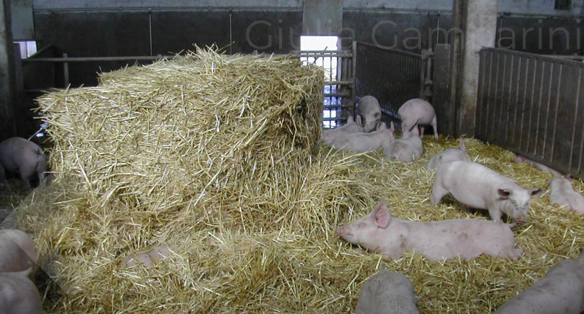 Hình 2. Trong trường hợp hành vi cắn đuôi theo kiểu hai giai đoạn, biện pháp phòng ngừa hiệu quả nhất là cung cấp cho heo các vật liệu làm giàu môi trường mà chúng có thể khám phá, chẳng hạn như rơm.