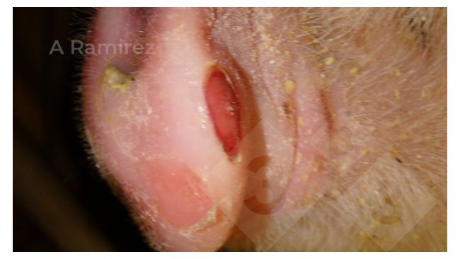 H&igrave;nh 1. M&otilde;m heo cho thấy tổn thương điển h&igrave;nh li&ecirc;n quan đến bệnh mụn nước, bao gồm cả bệnh lở mồm long m&oacute;ng (Foot and Mouth Disease). Trong trường hợp n&agrave;y, hai mụn nước đ&atilde; bị vỡ.
