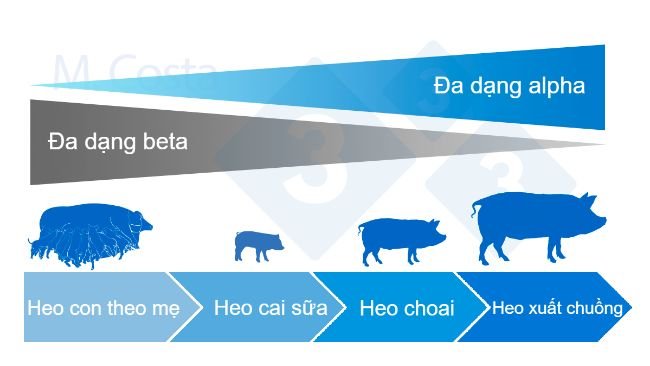 Hình 4. Biến động của sự đa dạng alpha và beta trong suốt cuộc đời của một con heo.