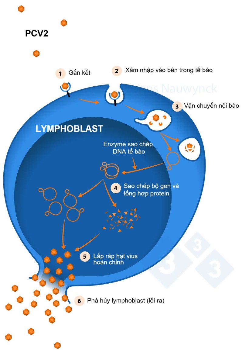 Lymphoblast là các tế bào mà PCV2 nhân lên trong đó, vì vậy càng có nhiều lymphoblast thì PCV2 càng nhân lên nhiều hơn.