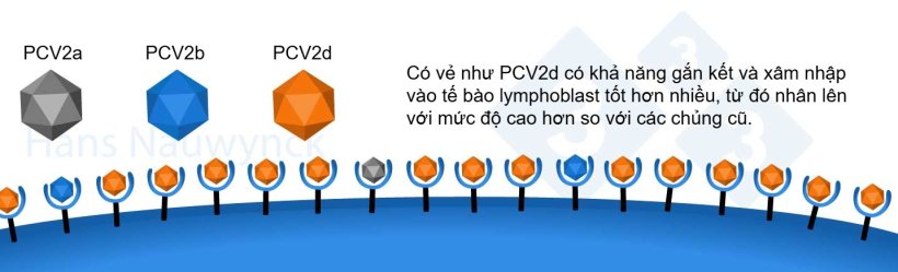 PCV2 l&agrave; một loại virus lu&ocirc;n trong qu&aacute; tr&igrave;nh tiến h&oacute;a; PCV2d trở th&agrave;nh chủng chiếm ưu thế hiện nay, nhờ thay đổi bề mặt của n&oacute; để gắn kết hiệu quả hơn với c&aacute;c thụ thể tr&ecirc;n tế b&agrave;o lymphoblast.
