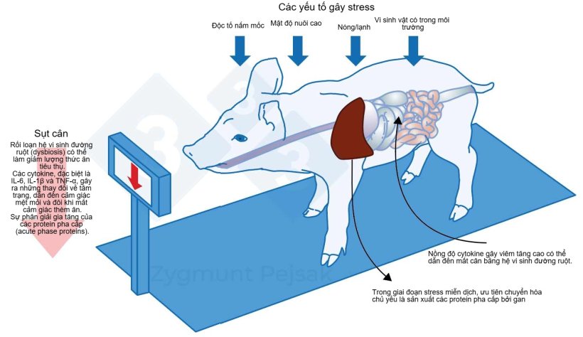 H&igrave;nh 1. Một trong những chi ph&iacute; ph&aacute;t sinh do t&igrave;nh trạng cảnh gi&aacute;c k&eacute;o d&agrave;i l&agrave; giảm cảm gi&aacute;c th&egrave;m ăn, dẫn đến thời gian nu&ocirc;i nu&ocirc;i thịt d&agrave;i&nbsp;hơn. Do &aacute;p lực từ c&aacute;c yếu tố g&acirc;y stress trong m&ocirc;i trường t&aacute;c động kh&aacute;c nhau l&ecirc;n từng con, sự ch&ecirc;nh lệch trọng lượng sẽ xảy ra giữa c&aacute;c heo con sau cai sữa hoặc heo thịt c&ugrave;ng lứa tuổi. Sự ch&ecirc;nh lệch trọng lượng giữa c&aacute;c con c&ugrave;ng tuổi c&oacute; thể g&acirc;y ra hậu quả kinh tế nghi&ecirc;m trọng. Ngo&agrave;i ra, đặc biệt ở heo con, khẩu phần ăn thiếu c&aacute;c dưỡng chất thiết yếu để tăng cường sức đề kh&aacute;ng chống nhiễm tr&ugrave;ng c&oacute; thể khiến vật nu&ocirc;i dễ bị tổn thương hơn.
T&aacute;c động của stress l&ecirc;n chức năng miễn dịch, sức khỏe v&agrave; năng suất. Z. Pejsak, 2023, pig333.com.
