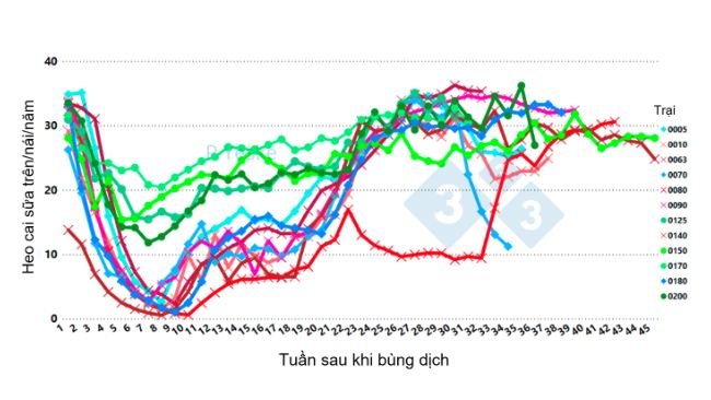 Hình 2. Minh họa sự thay đổi về số heo cai sữa trên mỗi nái trên năm theo thời gian sau khi bùng phát PRRSv (biến thể 1-4-4 L1C) tại 12 trang trại khác nhau, cho thấy năng suất giảm rõ rệt và cần tới 30 tuần để phục hồi.
