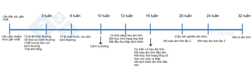 H&igrave;nh 1. Mốc thời gian ổn định sau khi đ&agrave;n phơi nhiễm với virus. H&igrave;nh n&agrave;y ph&aacute;c thảo một số cột mốc cần theo d&otilde;i trong qu&aacute; tr&igrave;nh loại bỏ virus v&agrave; những mục ti&ecirc;u c&oacute; thể đặt ra. Tất nhi&ecirc;n, mỗi trại sẽ c&oacute; điều kiện kh&aacute;c nhau n&ecirc;n thời gian thực tế c&oacute; thể thay đổi, nhưng đ&acirc;y l&agrave; khung tham khảo để bắt đầu qu&aacute; tr&igrave;nh kiểm so&aacute;t bệnh.
