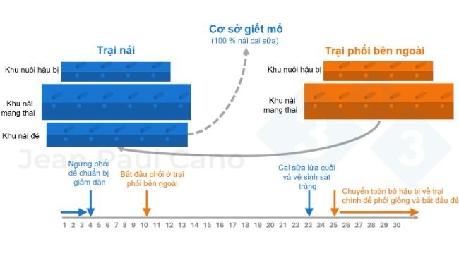Hình 2. Sơ đồ việc chu chuyển đàn và tiến trình thời gian trong quy trình giảm đàn – tái đàn.