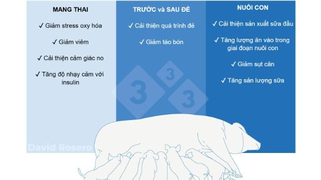 Hình 1. Tác động của chất xơ như một biện pháp dinh dưỡng trong khẩu phần heo nái