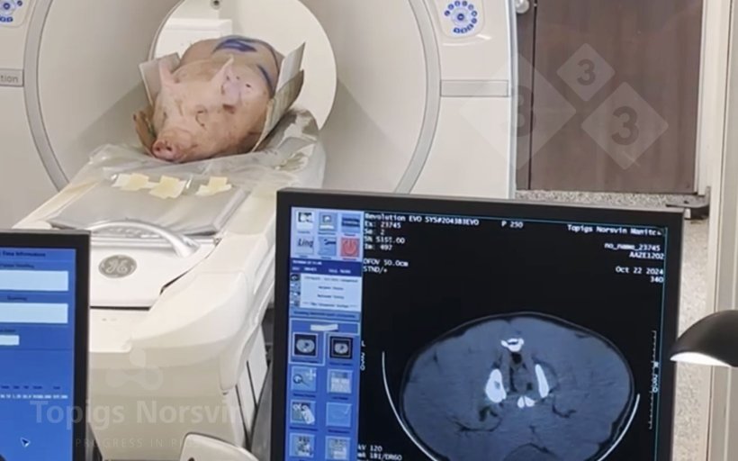 H&igrave;nh 4. Heo nọc&nbsp;được đặt nằm sấp tr&ecirc;n m&aacute;y chụp CT. To&agrave;n bộ qu&aacute; tr&igrave;nh mất chưa đầy 10 ph&uacute;t.
