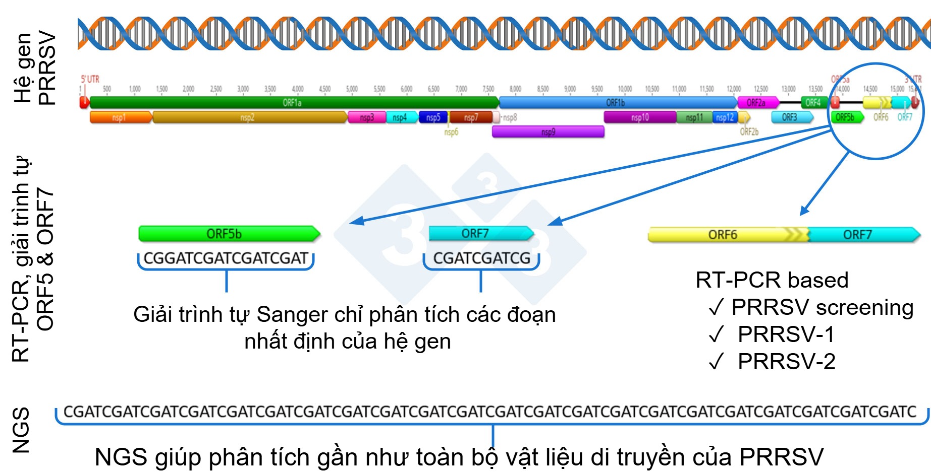 H&igrave;nh 1. Minh họa cấu tr&uacute;c to&agrave;n bộ hệ gen PRRSV (GenBank U87392) v&agrave; c&aacute;c v&ugrave;ng gen đ&iacute;ch của những phương ph&aacute;p chẩn đo&aacute;n kh&aacute;c nhau. Tại Hoa Kỳ, c&aacute;c x&eacute;t nghiệm RT-PCR nhằm ph&aacute;t hiện c&aacute;c chủng virus tương tự vaccine sống giảm độc lực (MLV) thường tập trung v&agrave;o v&ugrave;ng nsp2, trong khi kỹ thuật CLAMP sequencing d&ugrave;ng để ngăn sự khuếch đại của virus vaccine MLV trong giải tr&igrave;nh tự Sanger sẽ nhắm v&agrave;o gen ORF5.
