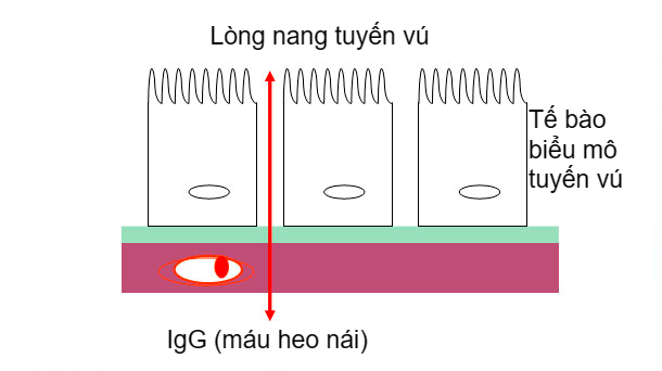 H&igrave;nh 2. Sơ đồ minh họa c&aacute;c li&ecirc;n kết chặt của tuyến v&uacute; trong giai đoạn sữa non.
