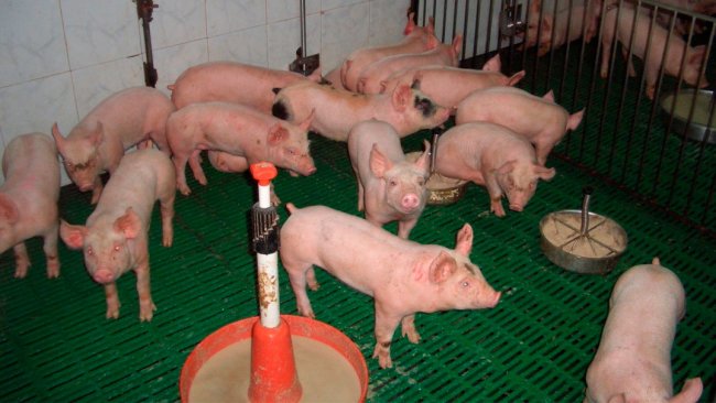 Hình 2. Cách sử dụng cám và cách cho ăn đúng đắn