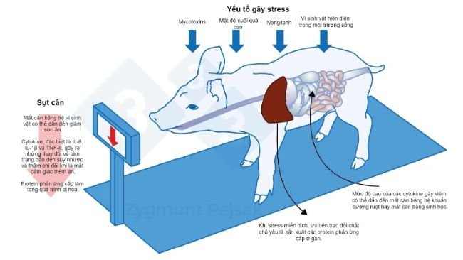 Hình 3. Chi phí bổ sung của cảnh báo miễn dịch kéo dài là giảm cảm giác thèm ăn và do đó, kéo dài thời gian vỗ béo. Do áp lực từ các yếu tố stress môi trường ảnh hưởng đến từng cá thể vật nuôi theo cách khác nhau nên sẽ có trọng lượng không đồng đều ở heo cai sữa hoặc heo vỗ béo ở cùng độ tuổi. Sự khác biệt về trọng lượng giữa các vật nuôi cùng độ tuổi có thể gây ra hậu quả kinh tế nghiêm trọng. Ngoài ra, đặc biệt ở vật nuôi non, chế độ ăn không chứa các chất dinh dưỡng cần thiết để tăng cường sức đề kháng chống bệnh truyền nhiễm có thể khiến vật nuôi dễ bị nhiễm bệnh hơn. 