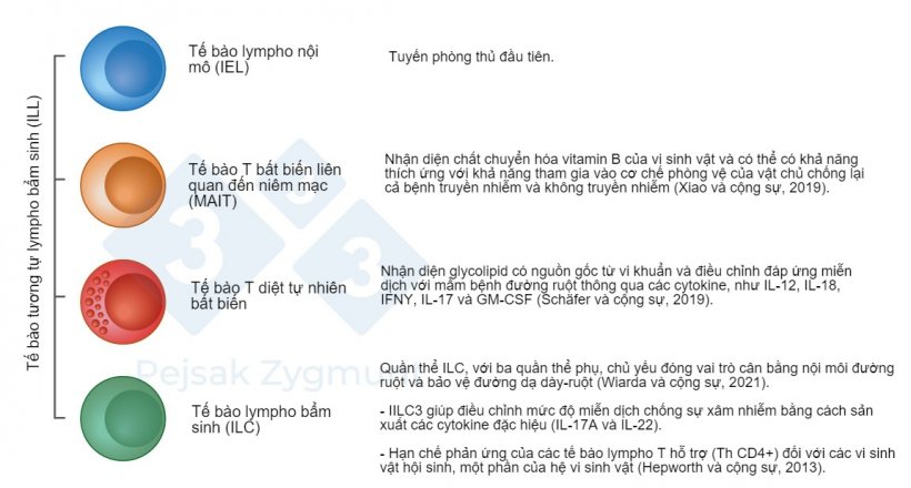 H&igrave;nh 2. Trong số GALT, ch&uacute;ng ta c&oacute; thể ph&acirc;n biệt một số quần thể chủ chốt: Tế b&agrave;o tương tự lympho bẩm sinh (ILL) nằm ở ruột non v&agrave; ở mức độ thấp hơn l&agrave; ở ruột gi&agrave;, đ&oacute;ng vai tr&ograve; quan trọng l&agrave; nơi sản xuất c&aacute;c cytokine, ph&acirc;n tử g&acirc;y độc tế b&agrave;o, v&agrave; peptide kh&aacute;ng khuẩn (Hepworth v&agrave; cộng sự, 2013; Sch&auml;fer v&agrave; cộng sự, 2019; Wiarda v&agrave; cộng sự, 2020; Wiarda v&agrave; cộng sự, 2021; Xiao v&agrave; cộng sự, 2019).&nbsp;
