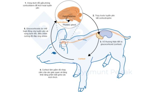 H&igrave;nh 2. V&agrave;i ph&uacute;t hoặc v&agrave;i giờ sau khi stress xảy ra, trục v&ugrave;ng dưới đồi &ndash; tuyến y&ecirc;n &ndash; tuyến thượng thận (HPA) được k&iacute;ch hoạt. Tuyến y&ecirc;n tiết ra corticotrophin, chất n&agrave;y đến vỏ thượng thận sẽ k&iacute;ch th&iacute;ch nơi n&agrave;y tiết ra glucocorticoid, bao gồm cortisol. Glucocorticoids ức chế hoạt động của tuyến y&ecirc;n v&agrave; v&ugrave;ng dưới đồi, nhờ đ&oacute; điều chỉnh cường độ đ&aacute;p ứng stress. Cortisol đ&atilde; được sử dụng rộng r&atilde;i như một dấu hiệu của stress ở heo, cũng như l&agrave; một chỉ tiểu của x&eacute;t nghiệm kh&ocirc;ng x&acirc;m nhập v&agrave;o b&ecirc;n trong với nước bọt.&nbsp;
