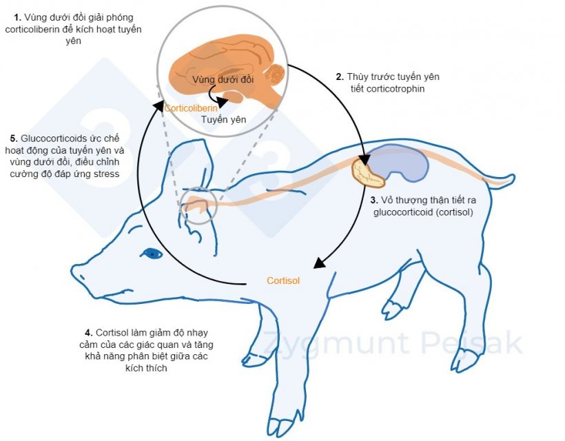 H&igrave;nh 2. V&agrave;i ph&uacute;t hoặc v&agrave;i giờ sau khi stress xảy ra, trục v&ugrave;ng dưới đồi &ndash; tuyến y&ecirc;n &ndash; tuyến thượng thận (HPA) được k&iacute;ch hoạt. Tuyến y&ecirc;n tiết ra corticotrophin, chất n&agrave;y đến vỏ thượng thận sẽ k&iacute;ch th&iacute;ch nơi n&agrave;y tiết ra glucocorticoid, bao gồm cortisol. Glucocorticoids ức chế hoạt động của tuyến y&ecirc;n v&agrave; v&ugrave;ng dưới đồi, nhờ đ&oacute; điều chỉnh cường độ đ&aacute;p ứng stress. Cortisol đ&atilde; được sử dụng rộng r&atilde;i như một dấu hiệu của stress ở heo, cũng như l&agrave; một chỉ tiểu của x&eacute;t nghiệm kh&ocirc;ng x&acirc;m nhập v&agrave;o b&ecirc;n trong với nước bọt.&nbsp;
