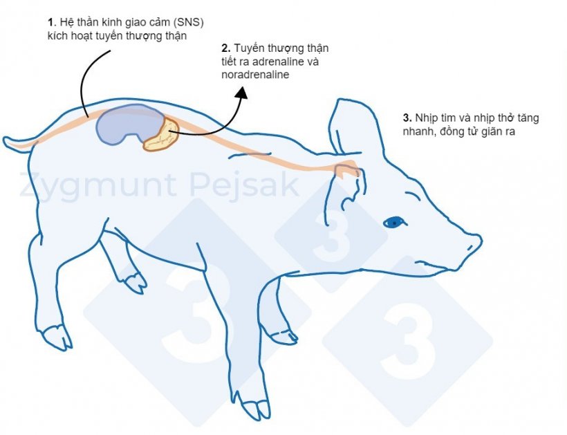 H&igrave;nh 1. Sau khi t&aacute;c nh&acirc;n g&acirc;y stress bị k&iacute;ch hoạt, hệ thống giao cảm sẽ k&iacute;ch th&iacute;ch tuyến thượng thận giải ph&oacute;ng adrenaline v&agrave; noradrenaline. Sự k&iacute;ch hoạt hệ thống giao cảm ở heo c&oacute; thể được đo bằng Chromogranin A (CgA).&nbsp;
