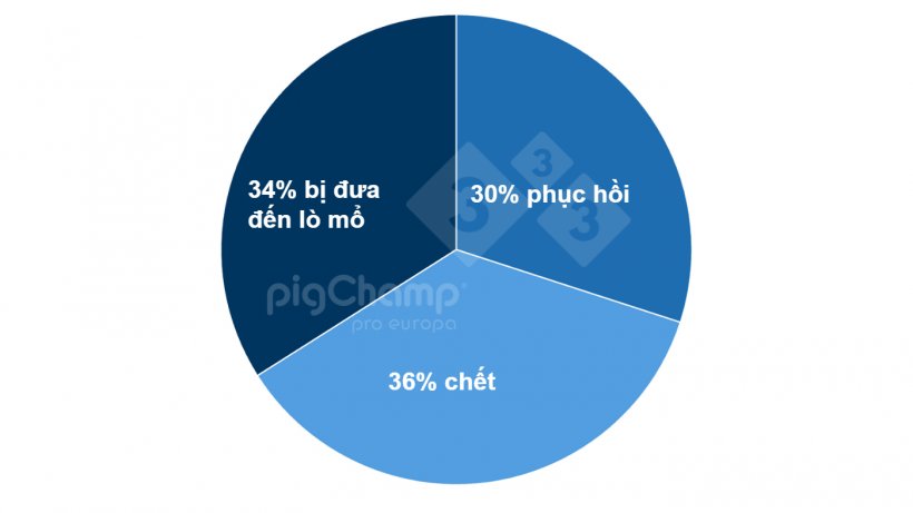 Biểu đồ 2. Ph&acirc;n bố heo n&aacute;i cai sữa 0 con theo kết quả cuối c&ugrave;ng, giai đoạn cai sữa từ 7/2020-6/2021.
