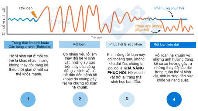 H&igrave;nh 1 &ndash; Sơ đồ giả thuyết m&ocirc; tả phản ứng của hệ vi sinh vật đối với sự x&aacute;o trộn. 1) Những c&aacute; thể khỏe mạnh c&oacute; mức độ biến đổi hệ vi sinh vật b&igrave;nh thường, kh&ocirc;ng dẫn đến bệnh tật (điều n&agrave;y được gọi l&agrave; eubiosis, 2) Một sự x&aacute;o trộn (v&iacute; dụ như stress nhiệt) c&oacute; thể dẫn đến mất ổn định hệ vi sinh vật, g&acirc;y bệnh. 3) Hệ vi sinh vật c&oacute; khả năng phục hồi sẽ trở lại trạng th&aacute;i tương tự như trước khi bị x&aacute;o trộn, tức l&agrave; kh&ocirc;ng c&oacute; bệnh tật. 4) C&aacute;c vi sinh vật kh&ocirc;ng c&oacute; khả năng phục hồi sẽ kh&ocirc;ng &ldquo;hồi phục trở lại&rdquo;, do đ&oacute; mắc chứng rối loạn hệ khuẩn v&agrave; t&igrave;nh trạng bệnh k&eacute;o d&agrave;i.
