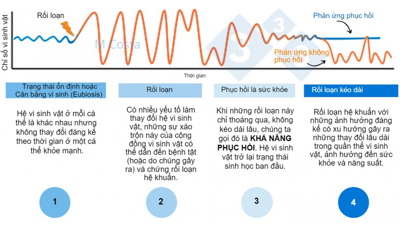 H&igrave;nh 1 &ndash; Sơ đồ giả thuyết m&ocirc; tả phản ứng của hệ vi sinh vật đối với sự x&aacute;o trộn. 1) Những c&aacute; thể khỏe mạnh c&oacute; mức độ biến đổi hệ vi sinh vật b&igrave;nh thường, kh&ocirc;ng dẫn đến bệnh tật (điều n&agrave;y được gọi l&agrave; eubiosis, 2) Một sự x&aacute;o trộn (v&iacute; dụ như stress nhiệt) c&oacute; thể dẫn đến mất ổn định hệ vi sinh vật, g&acirc;y bệnh. 3) Hệ vi sinh vật c&oacute; khả năng phục hồi sẽ trở lại trạng th&aacute;i tương tự như trước khi bị x&aacute;o trộn, tức l&agrave; kh&ocirc;ng c&oacute; bệnh tật. 4) C&aacute;c vi sinh vật kh&ocirc;ng c&oacute; khả năng phục hồi sẽ kh&ocirc;ng &ldquo;hồi phục trở lại&rdquo;, do đ&oacute; mắc chứng rối loạn hệ khuẩn v&agrave; t&igrave;nh trạng bệnh k&eacute;o d&agrave;i.
