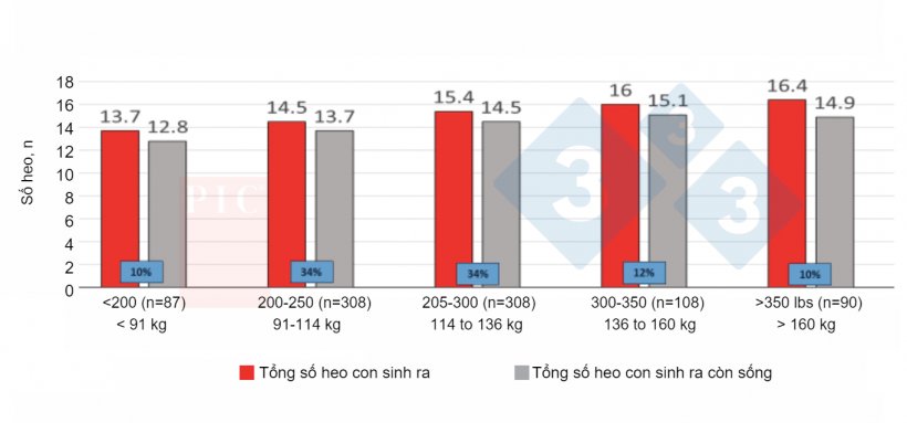 H&igrave;nh 1. Ảnh hưởng của lượng ăn v&agrave;o ở lứa đẻ thứ nhất đến k&iacute;ch cỡ ổ đẻ ở lứa thứ hai. C&aacute;m ti&ecirc;u thụ của lứa đẻ đầu ti&ecirc;n c&oacute; ảnh hưởng đến k&iacute;ch cỡ ổ đẻ lứa thứ hai. Việc giảm thiểu c&aacute;c hạn chế về c&aacute;m ở n&aacute;i tơ đ&atilde; mang lại hiệu quả. Nguồn: PIC North America Technical Services (chưa xuất bản).
