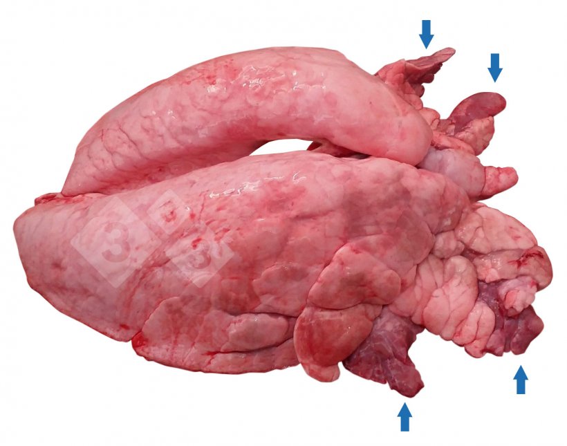 H&igrave;nh 1. Bệnh t&iacute;ch nhục h&oacute;a v&ugrave;ng r&igrave;a phổi (CVPC) tr&ecirc;n heo.
