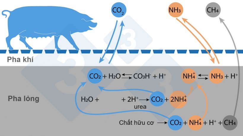 H&igrave;nh 1. Sơ đồ&nbsp;giản lược của c&aacute;c phản ứng ảnh hưởng đến ph&aacute;t thải NH3 v&agrave; CH4.&nbsp;
