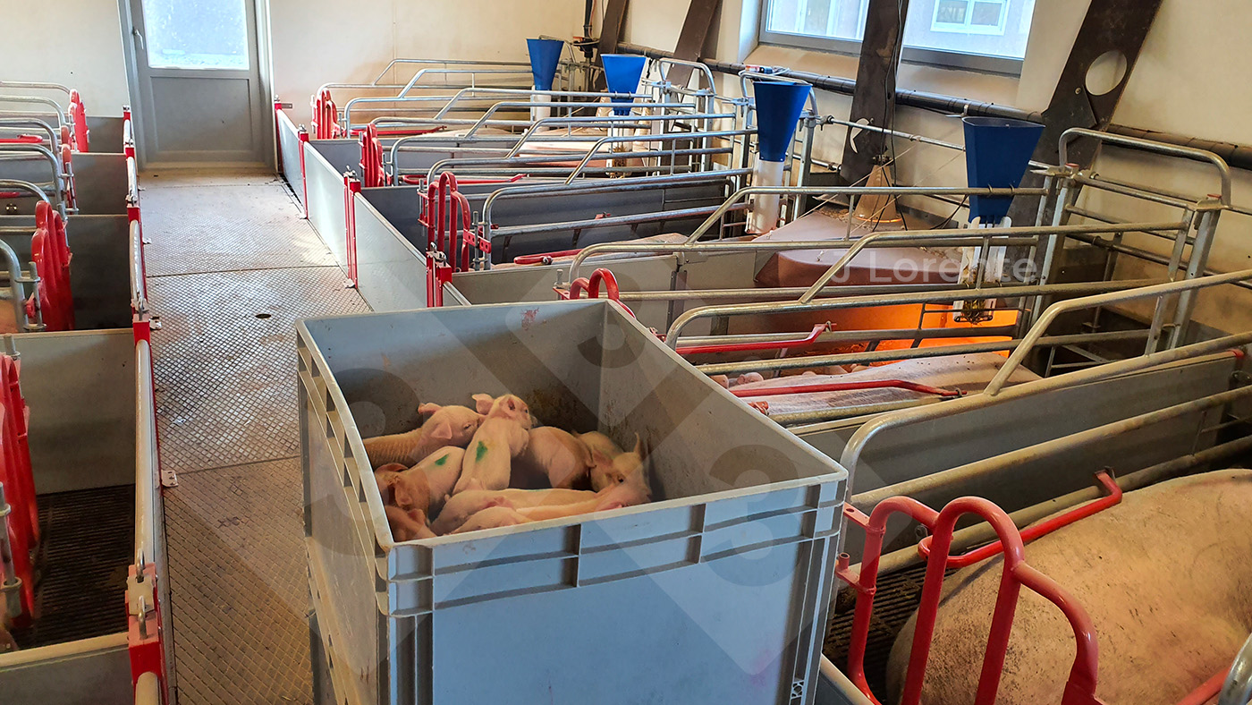 Boxes to move piglets quickly and comfortably.