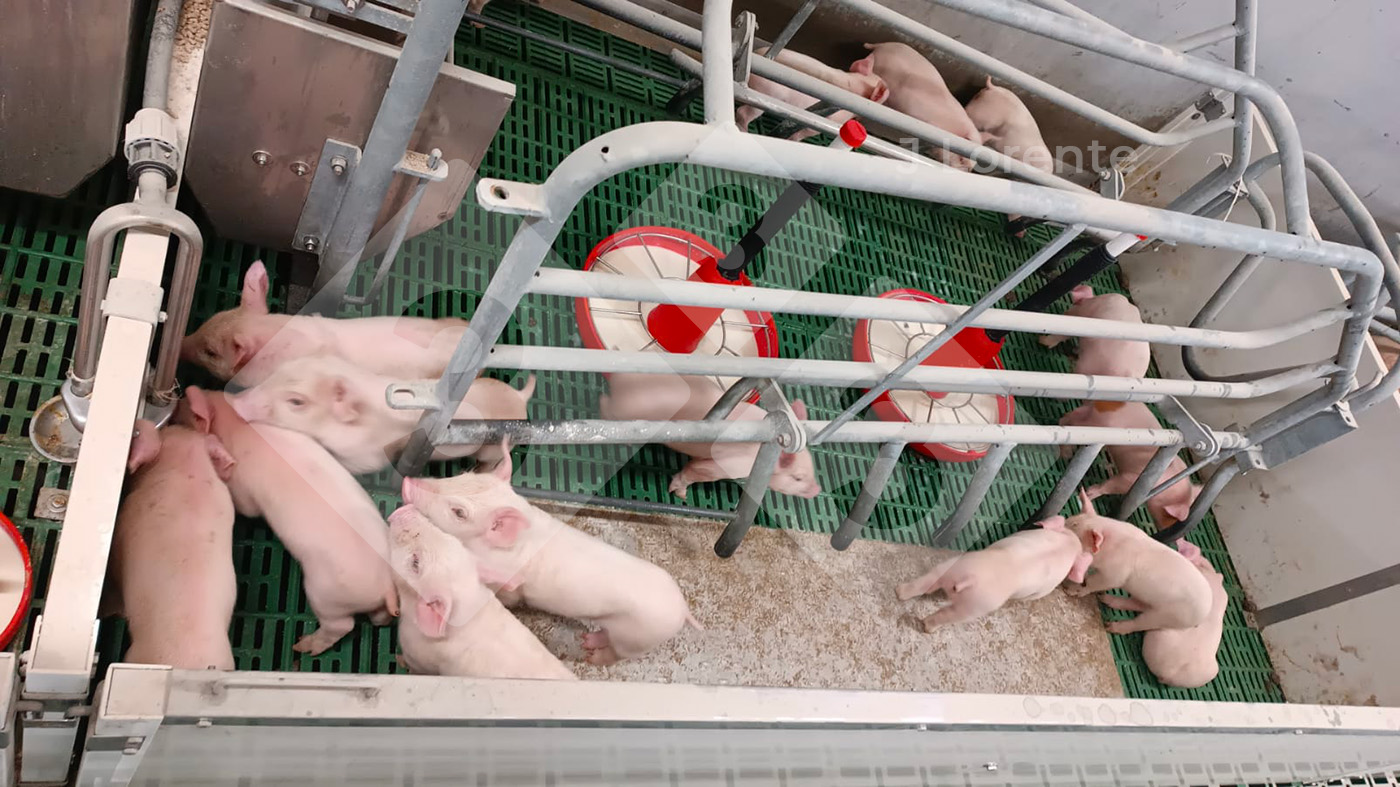 Farrowing pen with just piglets, with milk replacer available.