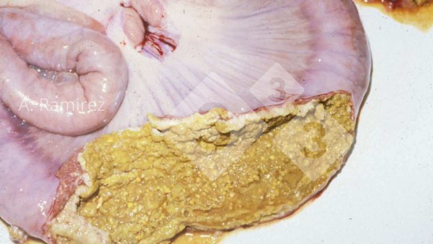 Pig ileum showing necrotic membrane attached to surface of the intestinal mucosa