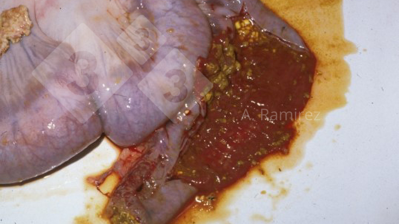 Slightly distended intestines with hemorrhagic intestinal content mixed with some partially digested feed